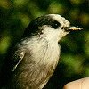 Gray Jay