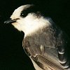 Gray Jay