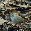 Hermit Thrush