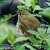Hermit Thrush