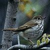 Hermit Thrush