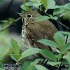 Hermit Thrush
