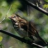 Hermit Thrush