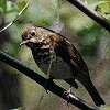 Hermit Thrush
