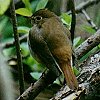 Hermit Thrush