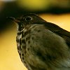 Hermit Thrush