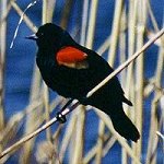 Blackbirds