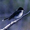 Eastern Kingbird