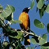 Baltimore Oriole