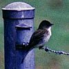 Eastern Phoebe