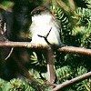 Eastern Phoebe