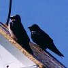 Purple Martin