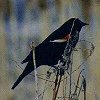 Red-winged Blackbird