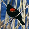 Red-winged Blackbird