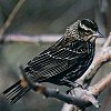Red-winged Blackbird