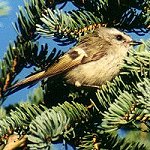 Songbirds
