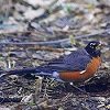 American Robin