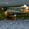 American Robin