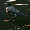American Robin