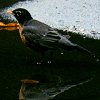 American Robin