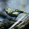 Ruby-crowned Kinglet