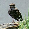European Starling