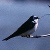 Tree Swallow