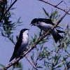 Tree Swallow