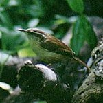 Wrens