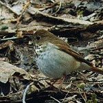Thrushes