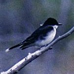 Flycatchers