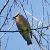 Cedar Waxwing