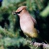 Cedar Waxwing