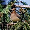 Cedar Waxwing