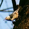 White-breasted Nuthatch