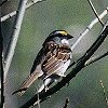 White-throated Sparrow