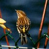 Yellow-rumped Warbler