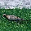 Mourning Dove