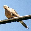 Mourning Dove