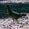Ruffed Grouse