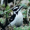 Downy Woodpecker