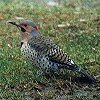 Northern Flicker