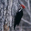 Pileated Woodpecker