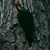 Pileated Woodpecker