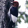 Red-headed Woodpecker