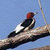 Red-headed Woodpecker