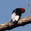 Red-headed Woodpecker