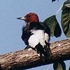 Red-headed Woodpecker