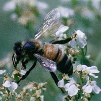 Bees