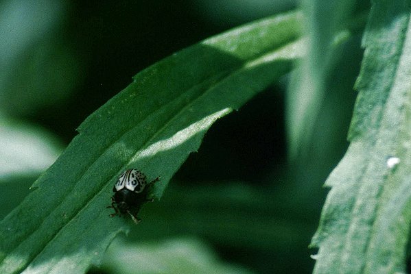 Dogwood Leaf Beetle in Riviere-des-Prairies